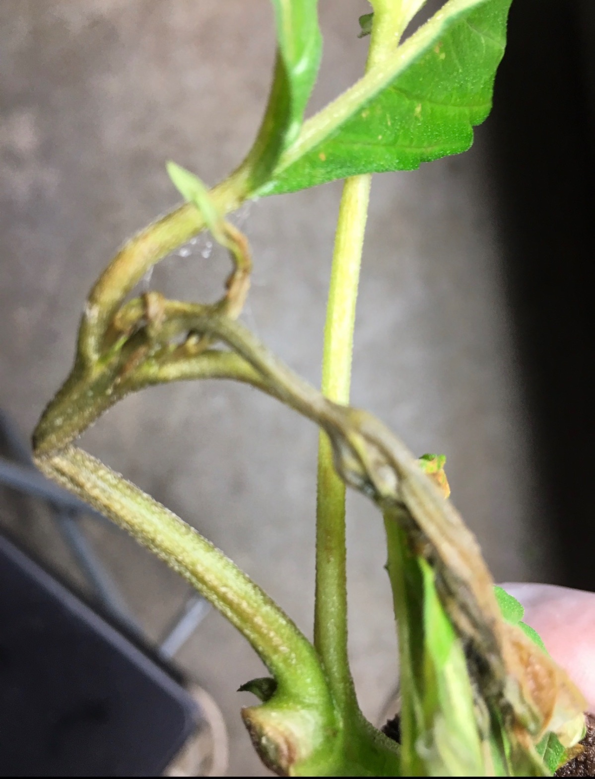 Close-up of a cannabis plant stem with fine webbing at the node